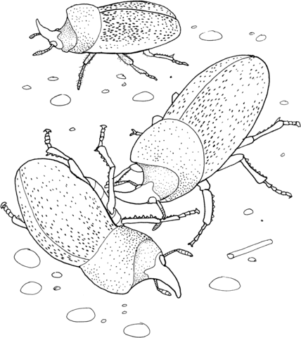 Rhinoceros Beetles Coloring Page